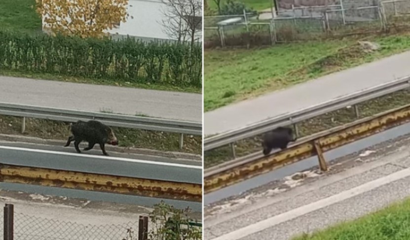 DRAMA KOD MAGLAJA Divlja svinja zalutala u naselje pa trčala kroz dvorišta, nasrnula na djecu, dvije žene i policajca (VIDEO)