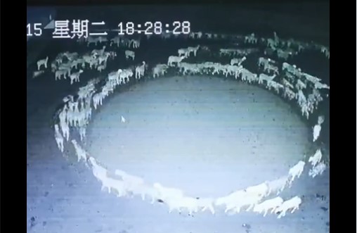 MISTERIOZNA POJAVA TRAJE 2 SEDMICE U KONTINUITETU Ovce sablasno slijede jedna drugu, formirajući pritom gotovo savršen krug (VIDEO)