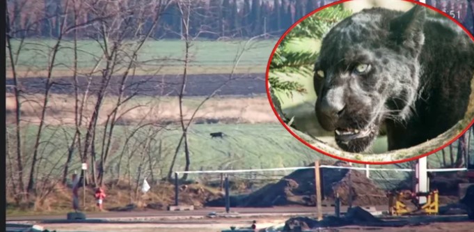 OPREZ! Crni panter se šeta ulicama, mještani u strahu