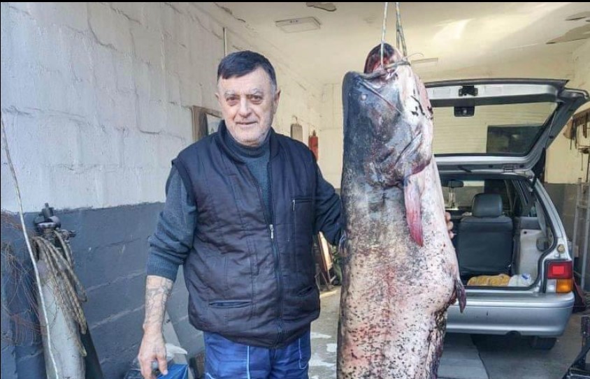 DOBRO DOŠAO, U OVA TEŠKA VREMENA Miroljub upecao soma kapitalca, 44 kilorama težak i dva metra dugačak!
