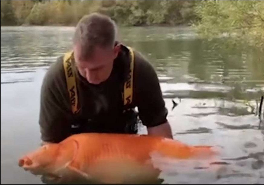 BORILI SE SKORO POLA SATA Britanac ulovio zlatnu ribicu tešku 30 kilograma (VIDEO)