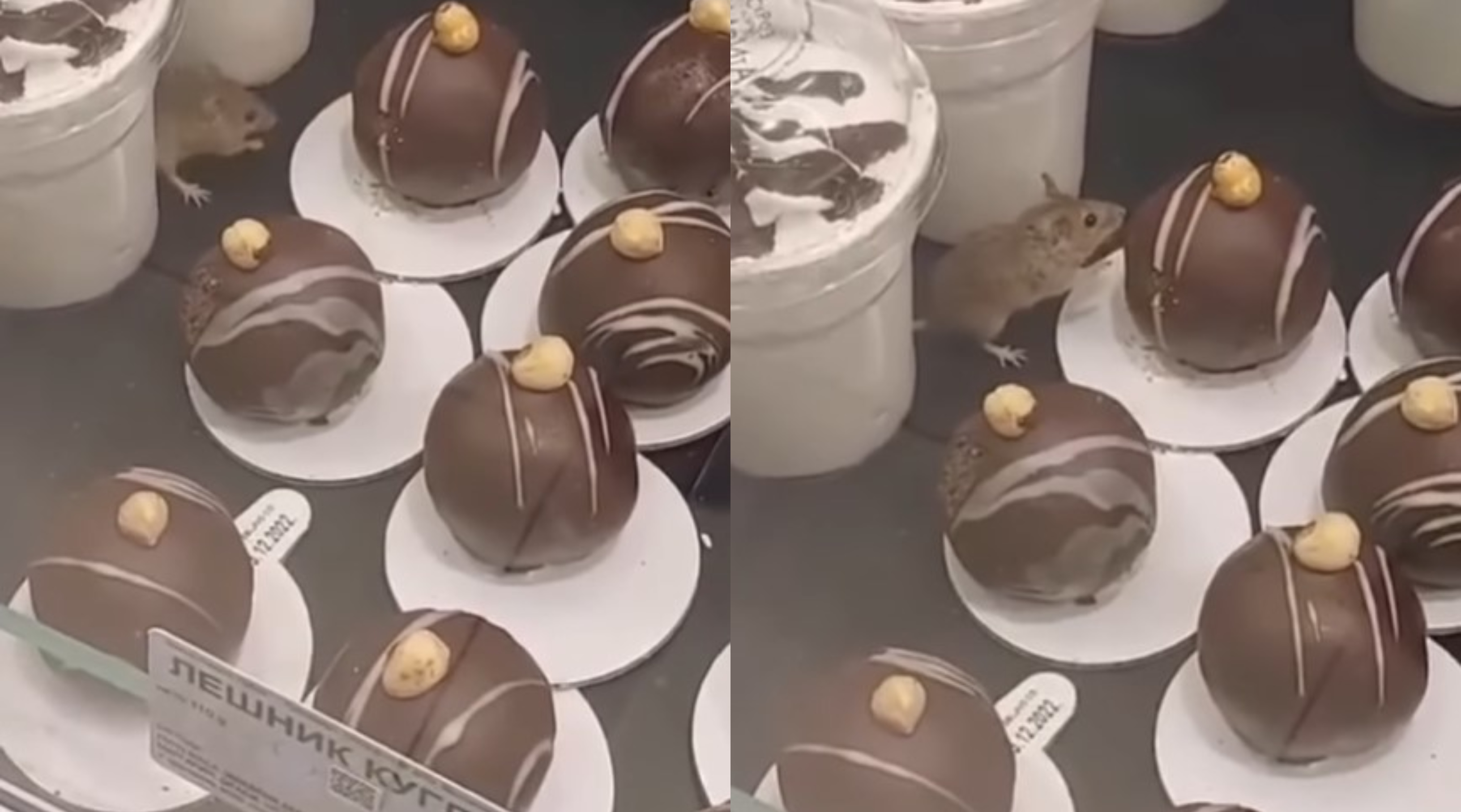 "DŽERI MALO OGLADNIO" Miš ušetao u izlog beogradske pekare, pa odlučio da gricne kolače (VIDEO)