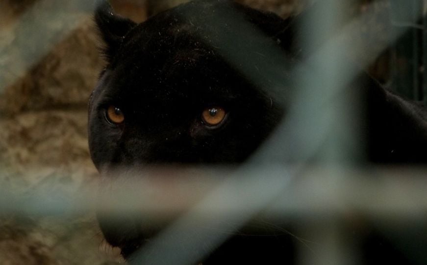 NIJE S NAŠIH PROSTORA Kod granice s Hrvatskom pojavila se opasna zvijer, objavljeno upozorenje