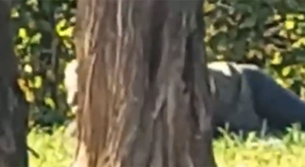 PROLAZNIK SVE SNIMIO Sakrili se iza živice u parku u Zemunu i prepustili se strastima (VIDEO)