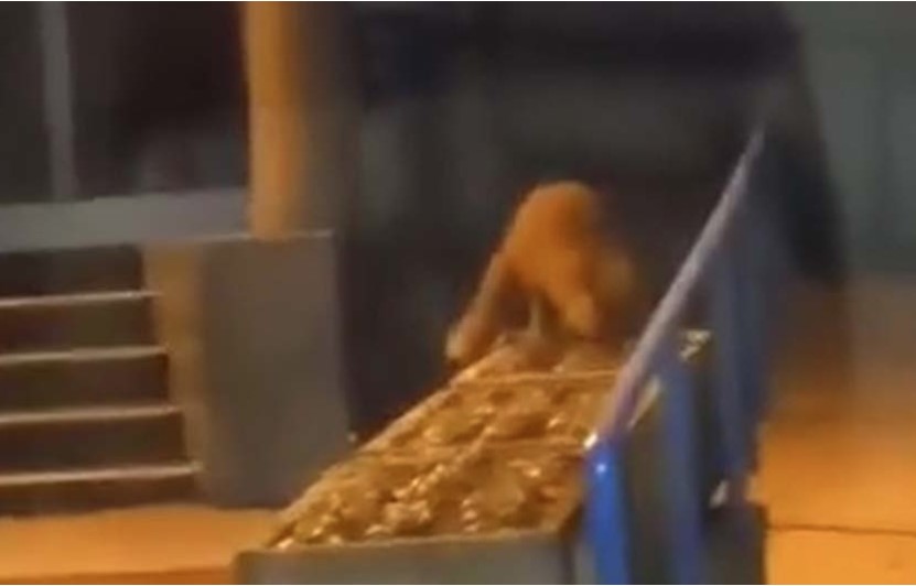 SAMO U PRIJEDORU Lisica "došla" po ličnu kartu (VIDEO)