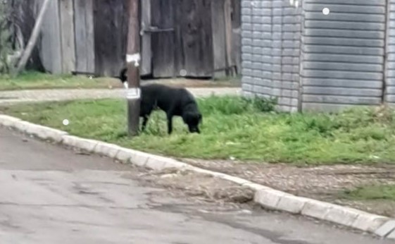 KRVOLOČNA ŽIVOTINJA I DALJE NA ULICAMA KOZARSKE DUBICE? Krivična prijava vlasniku psa koji je napao djecu