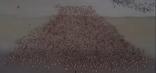 VOLONTERI IZMIJENILI ZAKON Oko 2.500 ljudi pozirali goli na plaži, razlog je opravdan (VIDEO)