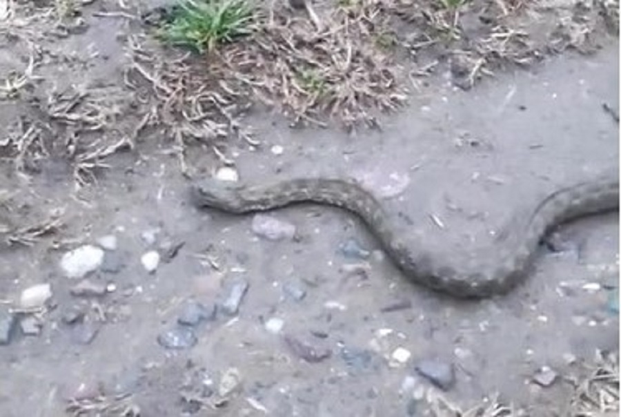 GRAĐANI U ŠOKU, OVO NISU OČEKIVALI Zmija kraj rijeke u sred decembra (VIDEO)