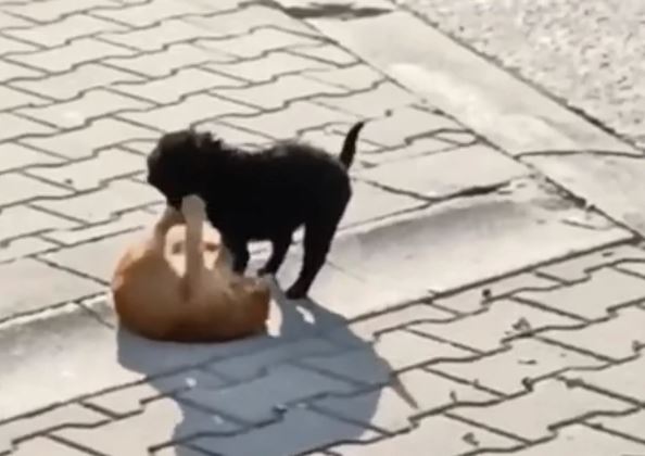SNIMAK MAČKE I PSA PODIJELIO INTERNET Jedni kažu preslatko, drugima se plače (VIDEO)