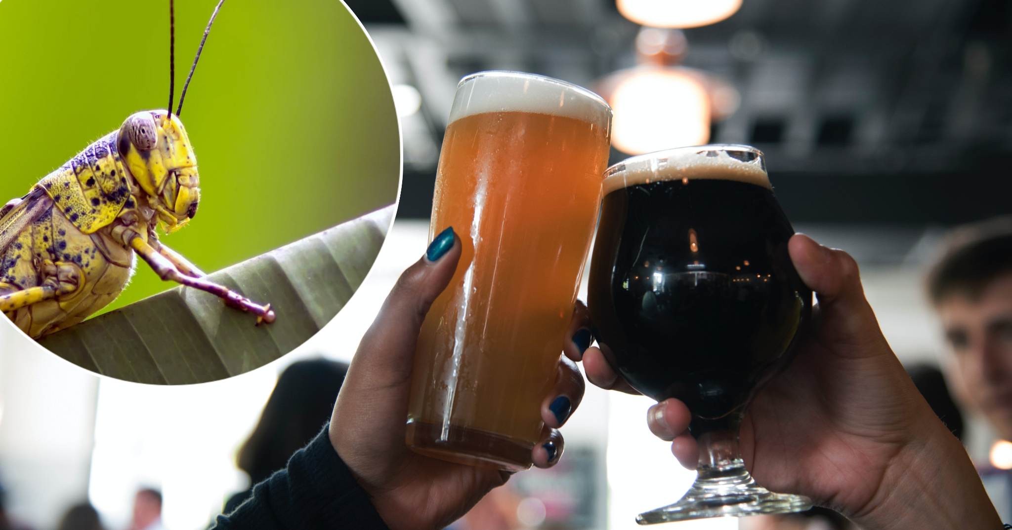 BRAŠNO OD CRVA I PIVO OD CVRČKA EU donijela istorijsku odluku - od sada insekti na meniju