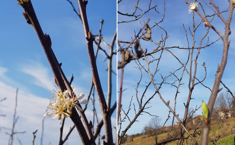 NESVAKIDAŠNJA POJAVA U PRIRODI Procvjetala šljiva u januaru