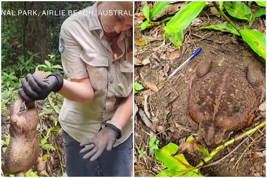 OVA JE ZA GINISA! Džinovska žaba teška 2,7 kilograma pronađena u Australiji (VIDEO)