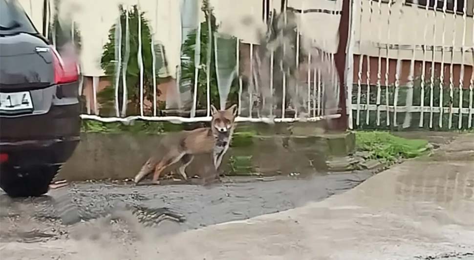 LISICA ŠETA ULICAMA BANJALUKE Banjalučanin neobičnu scenu zabilježio kamerom