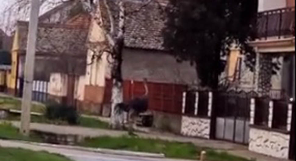 SRBIJA OPET NA NOGAMA Nakon crnog pantera pojavio se noj (VIDEO)