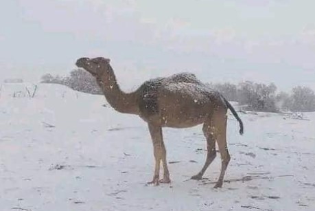 NEVJEROVATAN PRIZOR! Snijeg pao u pustinji! (FOTO)