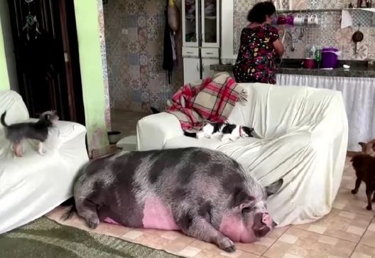 "LJUDI KAŽU DA SAM LUDA, ALI JA JE OBOŽAVAM" Mislila je da je Lilika malo prase idealno za kućnog ljubimca, a ona izrasla u krmaču od 250 kilograma (VIDEO)
