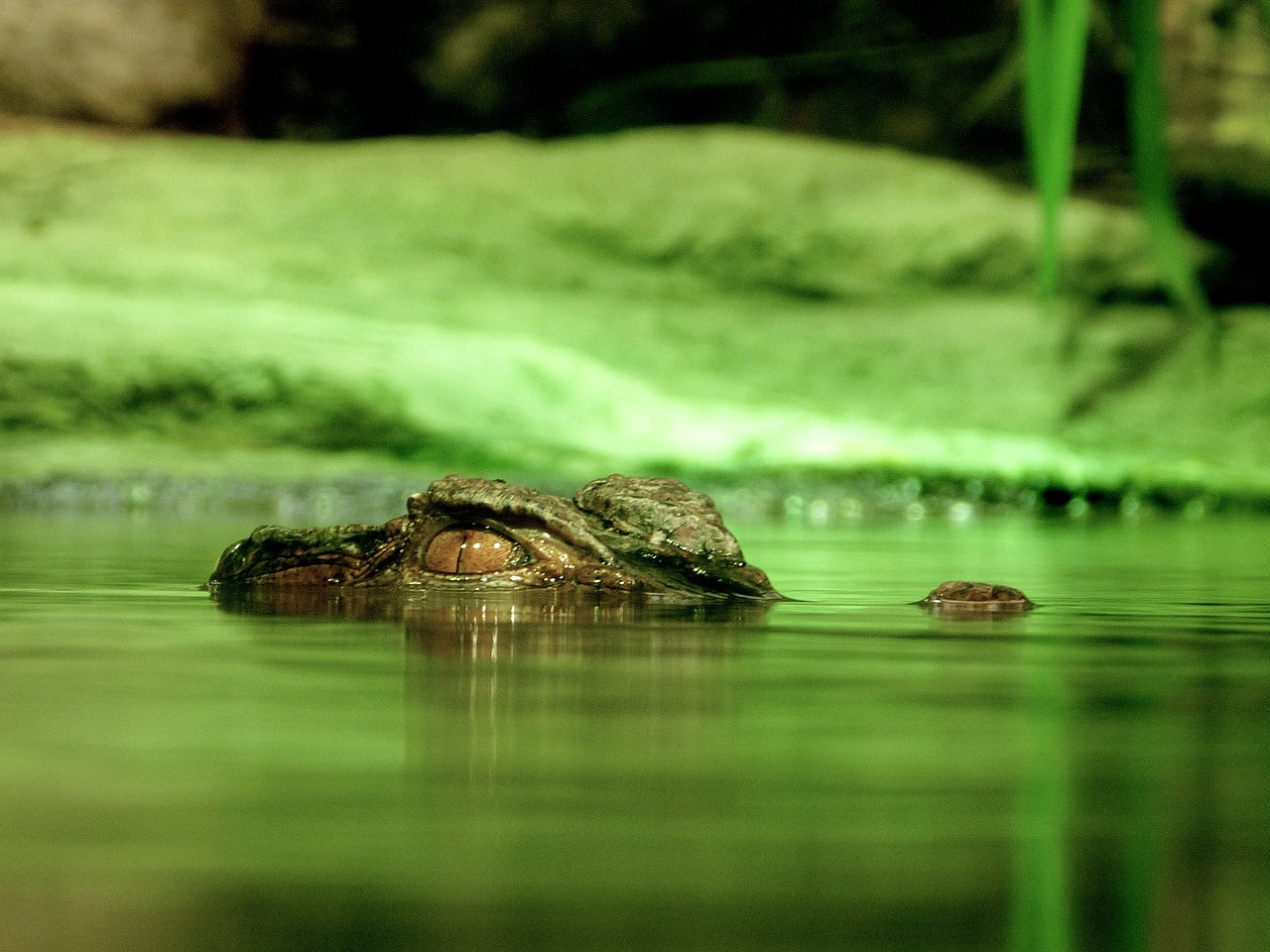 VIC DANA Aligator u parku