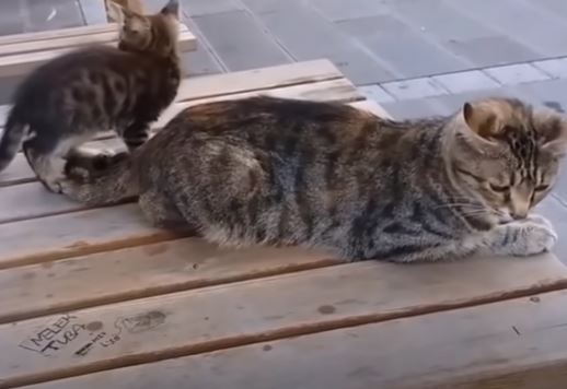 NE ODUSTAJU TEK TAKO Mačke prisvojile blender svojih vlasnika
