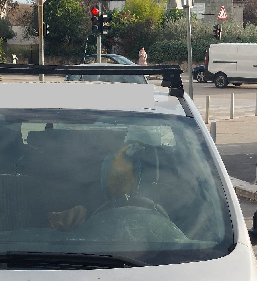SNIMLJEN NESVAKIDAŠNJI PRIZOR U SPLITU Za volanom automobila sjedila je ni manje ni više nego papiga (FOTO)