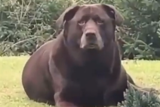PAS KOJI IZGLEDA KAO MEDVJED Nekima je smiješno a neki su zabrinuti, a evo i zašto (VIDEO)