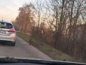 SAMO KOD NAS! Vozači, oprez! Majmun trči putem Prijedor-Banjaluka (VIDEO)
