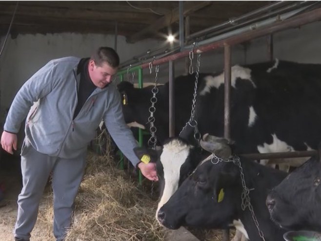 IZ TUĐINE SE VRATIO KUĆI, PA SE OKRENUO POLJOPRIVREDI Stefan (24) najmlađi farmer u Derventi: "Sreća je puna štala krava"