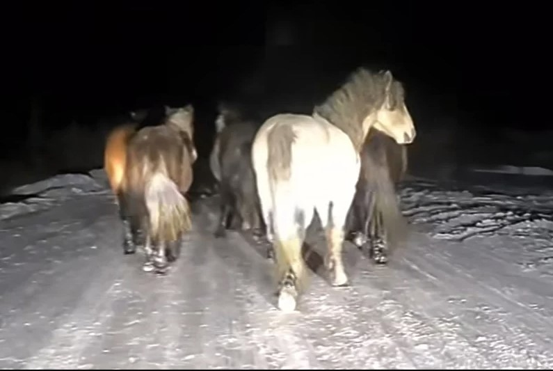 DIVLJI KONJI OKUPIRALI LIVANJSKE PUTEVE Šta ih privlači na zaleđenu cestu? Upozorenje vozačima da budu oprezni (VIDEO)
