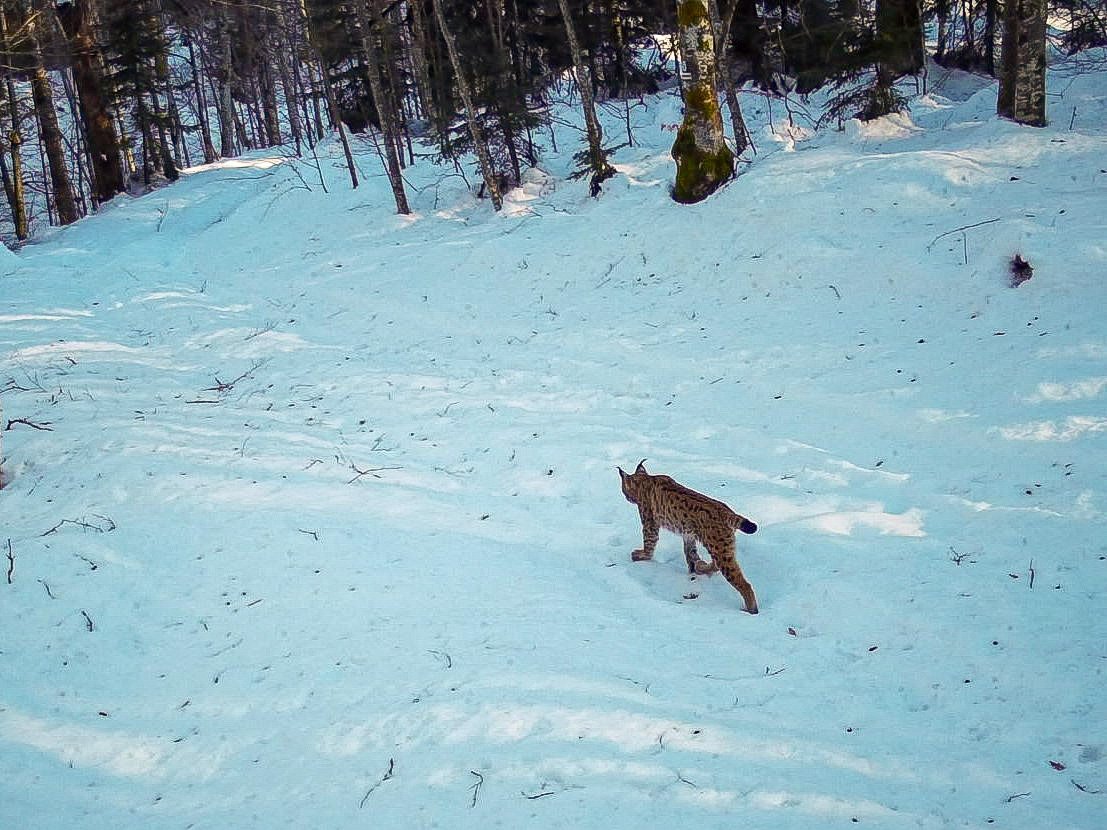 PRIZOR KOJI SE RIJETKO VIDI Najveća mačka Evrope uhvaćena na Plitvičkim jezerima