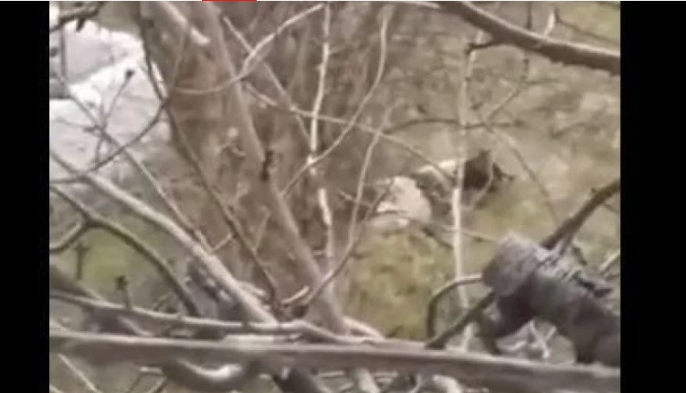 (UZNEMIRUJUĆI SNIMAK) Žena u Mostaru nasmrt pretukla psa, javnost zgrožena