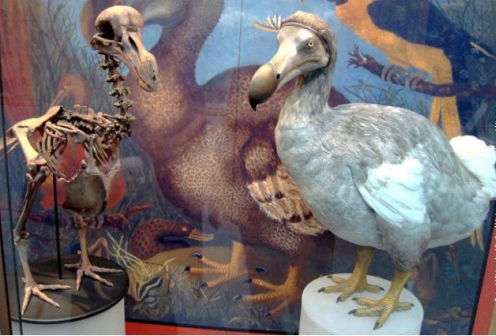 Kompanija za genetski inženjering pokušava da pticu dodo „vrati u život“