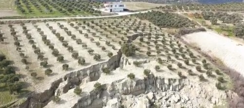 APOKALIPTIČNI PRIZORI IZ TURSKE Zemljotres “prepolovio” maslinjak (VIDEO)