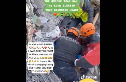 SVAKI SPAŠENI ŽIVOT SE SLAVI! Pas nakon sedam dana pronađen ispod ruševina, spasioci nisu odustajali dok ga nisu izvukli (VIDEO)