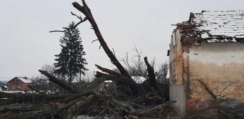 SVJEDOK VREMENA NIJE IZDRŽAO Srušio se "Babin hrast”, bio pod zaštitom države