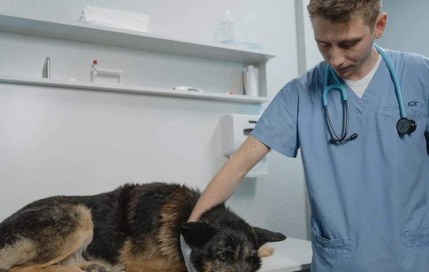 VIC DANA Došao mlad, lijep i zgodan veterinar u selo