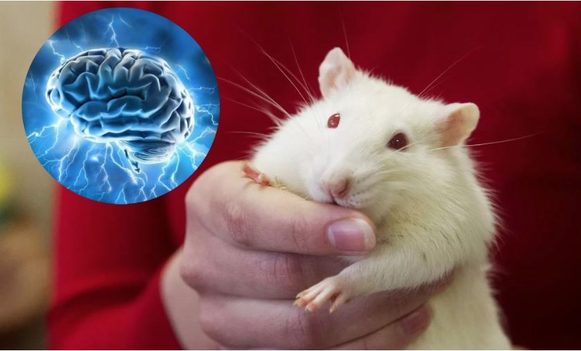 DA LI SU DIJELOVI MOZGA ZAMJENJIVI? Evo šta se dogodi kada se ljudski neuroni presade u pacova