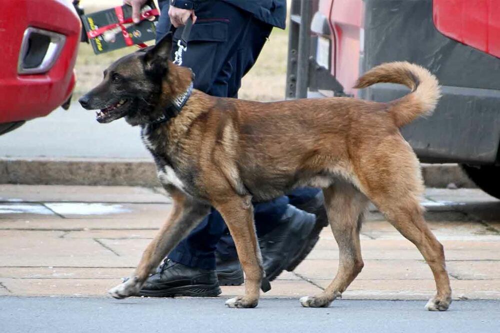 PAS ZIGI IDE U ZASLUŽENU PENZIJU Evo gdje će završiti heroj spasilac (FOTO)