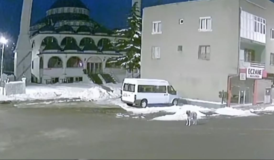 JEZIV SNIMAK PSA KOJI ZAVIJA: "Nastao je prije potresa! Upozoravao je ljude na katastrofu koja dolazi..."