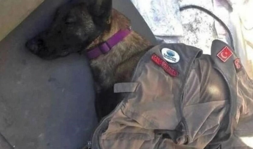 ZBOGOM, HEROJU! Sahranjen pas Proteo koji je izgubio život spasavajući žrtve zemljotresa u Turskoj (FOTO/VIDEO)