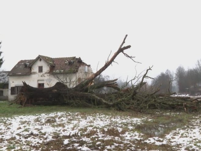 SIMBOL DERVENTE ODLAZI U ISTORIJU Srušio se hrast lužnjak, star oko četiri vijeka (VIDEO)