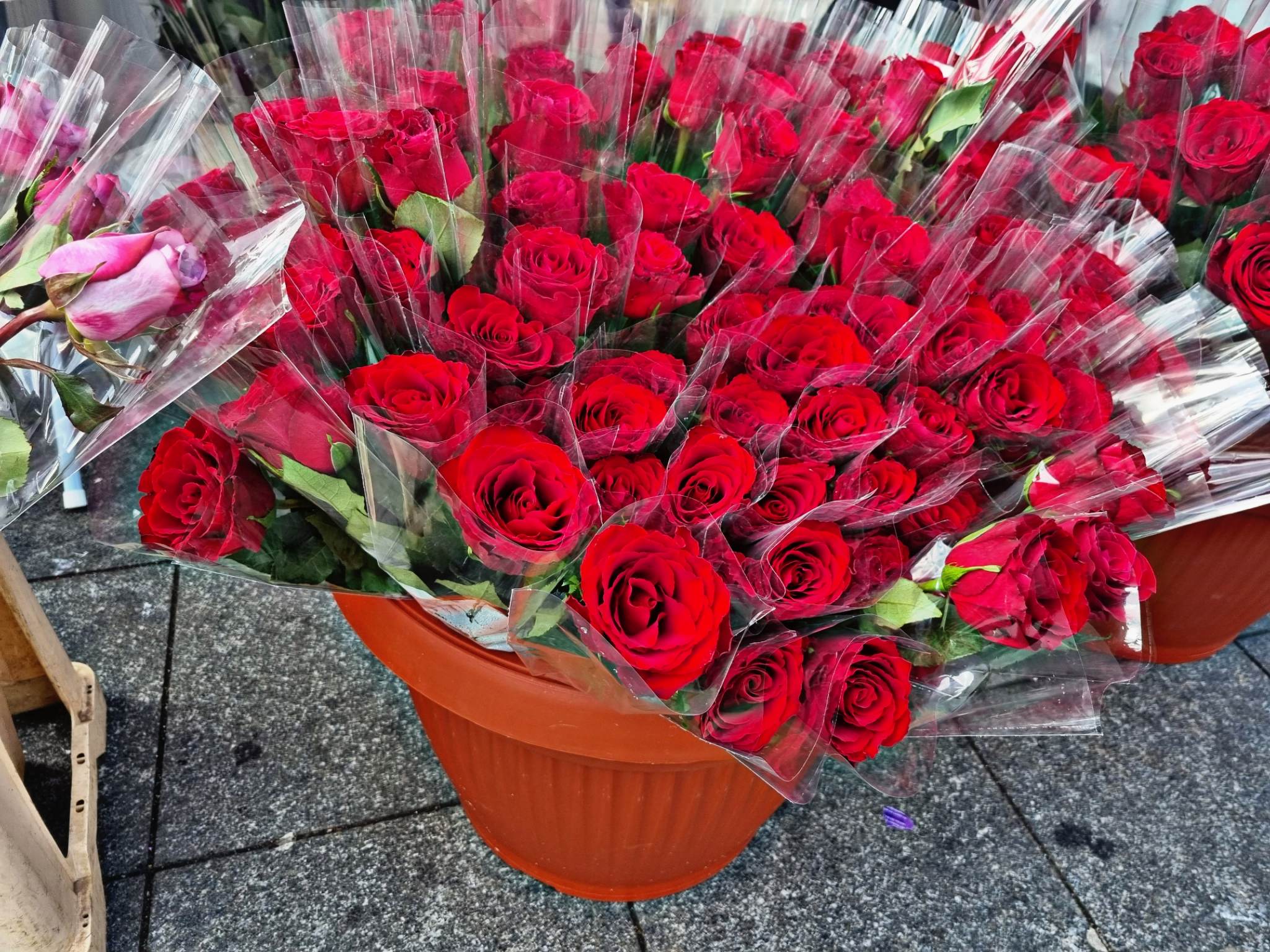 Srećan 8. mart - Međunarodni dan žena!