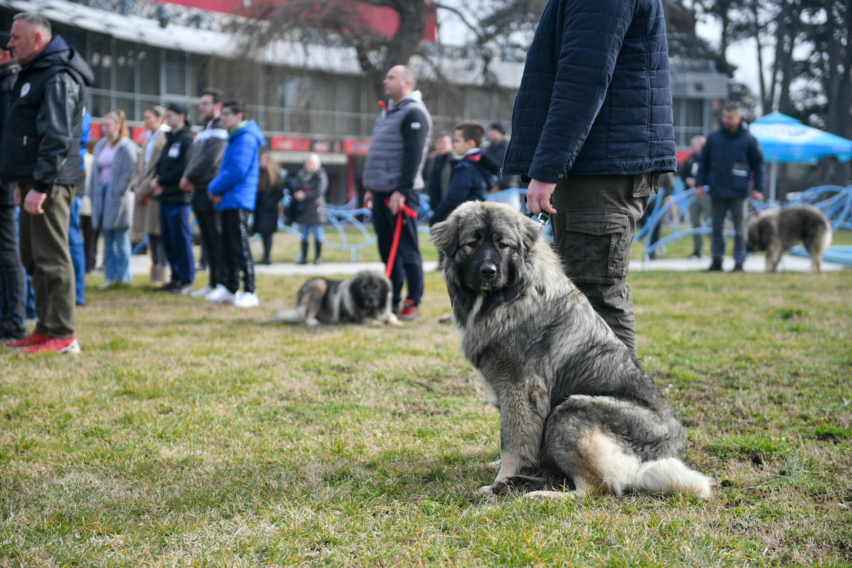 LAVEŽ ŠARPLANINACA ODJEKUJE AKVANOM Sedmo Klupsko prvenstvo Republike Srpske za ovu vrstu psa (FOTO)
