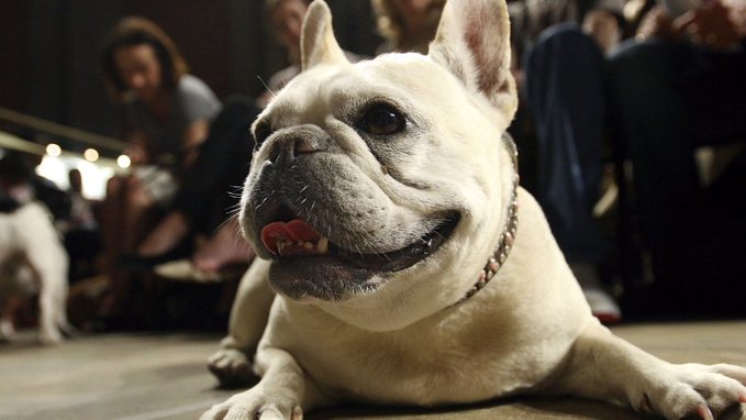 Francuski buldog najpopularniji rasni pas u Americi
