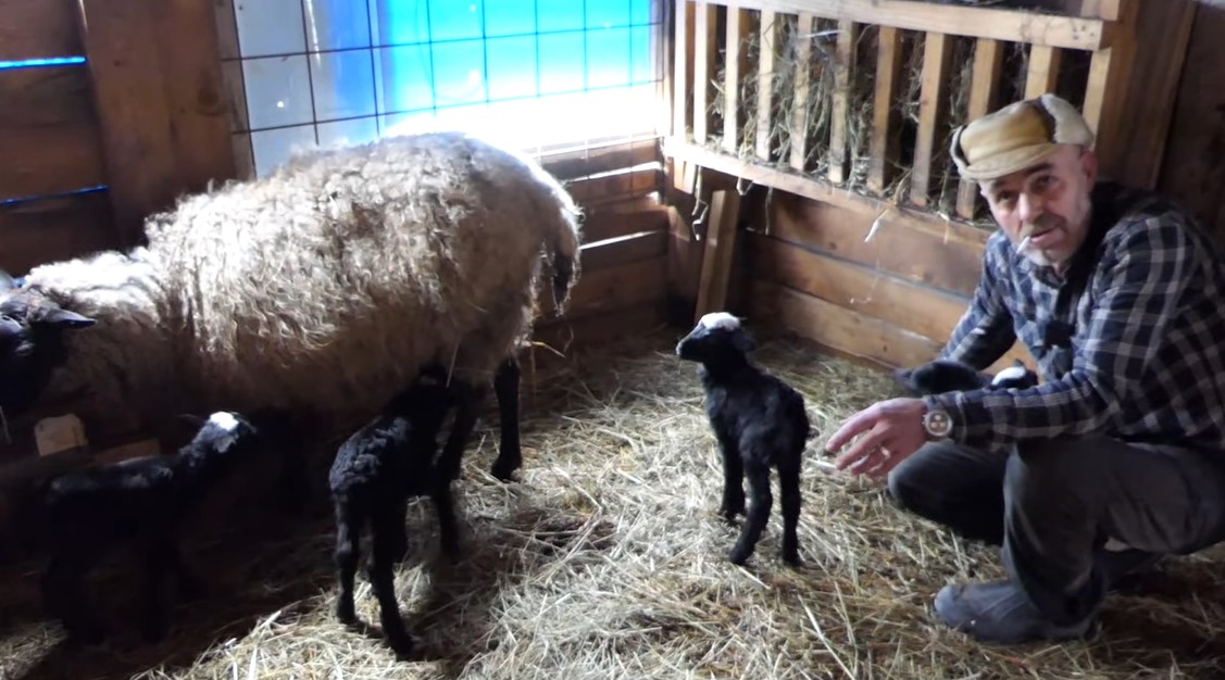 ČUDO U HRANICI KOD GORNJEG VAKUFA Ovca ojagnjila 5 jagnjadi, komšije dolaze samo da ih vide (VIDEO)