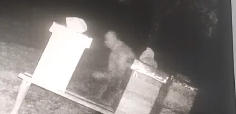 SRAMOTA! Snimljen kako uništava košnice pčela kod Dervente, nakon čega je zapalio cigaretu i otišao (VIDEO)