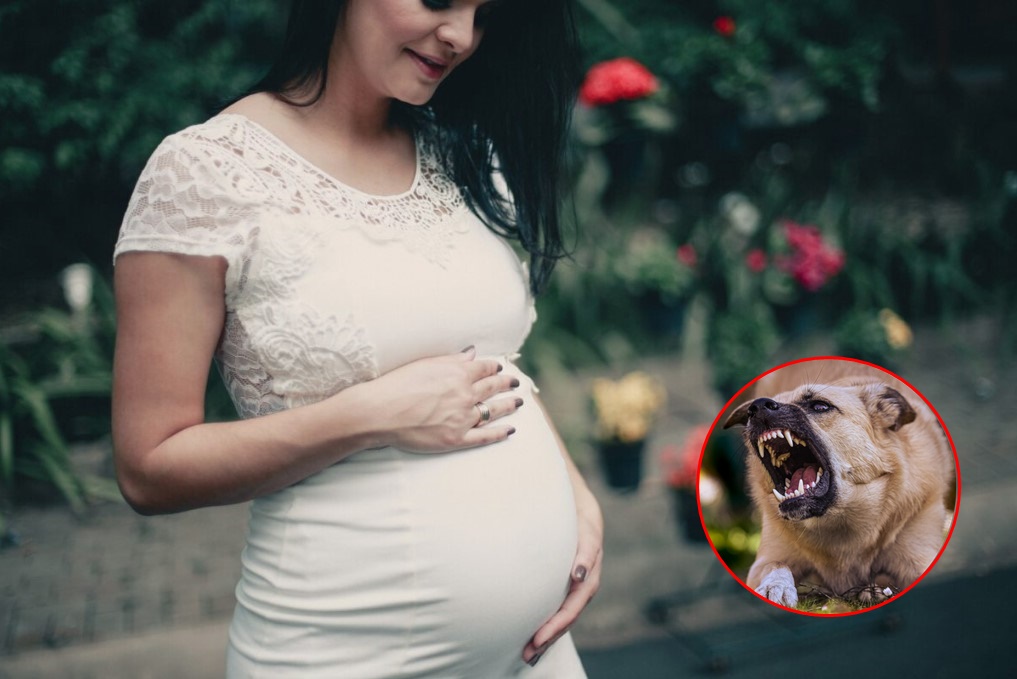 TRUDNICU NAPAO ČOPOR PASA KOD BOLNICE Najgore je što je ovo treći slučaj koji se desio na istom mjestu!
