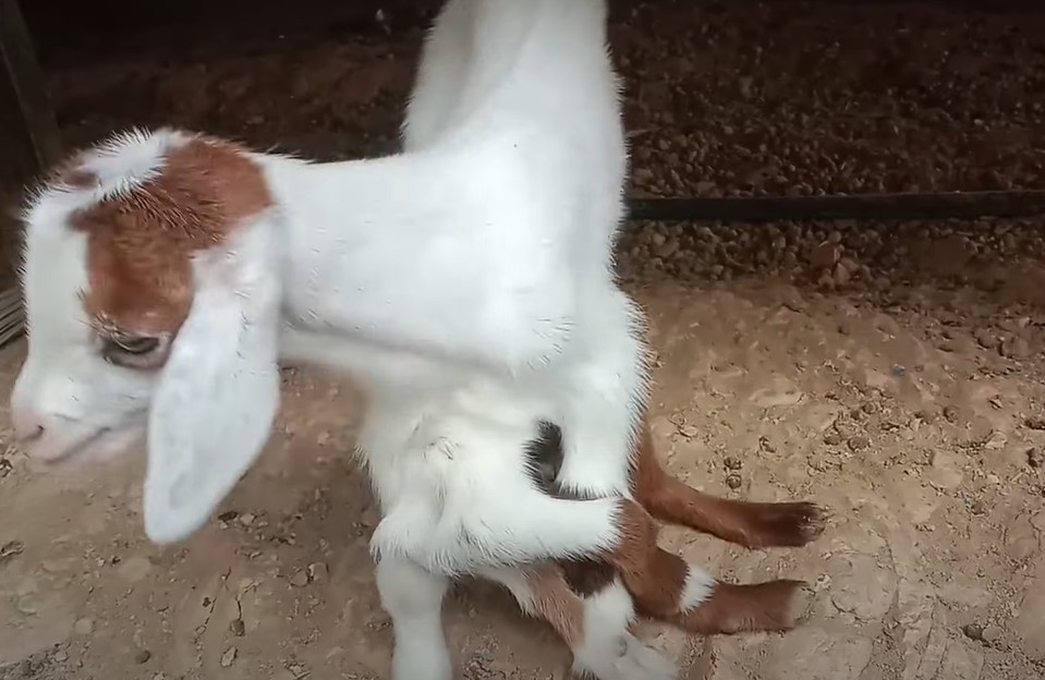 NESVAKIDAŠNJI SLUČAJ Rođeno jare s osam nogu (VIDEO)