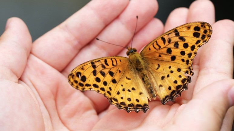 PROČITAJTE BUDUĆNOST SA DLANA Naučite da tumačite linije koje otkrivaju sudbinu (FOTO)