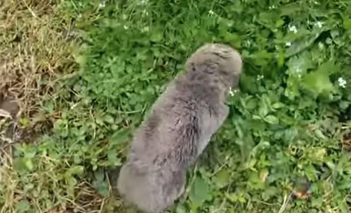 HRVATI U NEVJERICI Pojavila se životinja koja se smatrala izumrlom