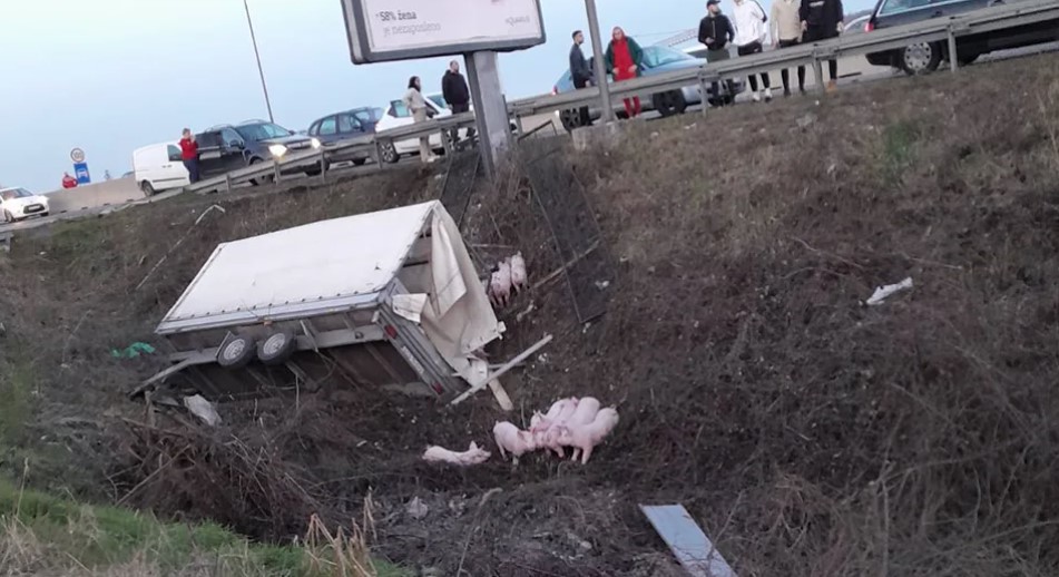 NESVAKIDAŠNJA NEZGODA KOD PRIJEDORSKE PETLJE Prevrnula se prikolica, ispali prasići