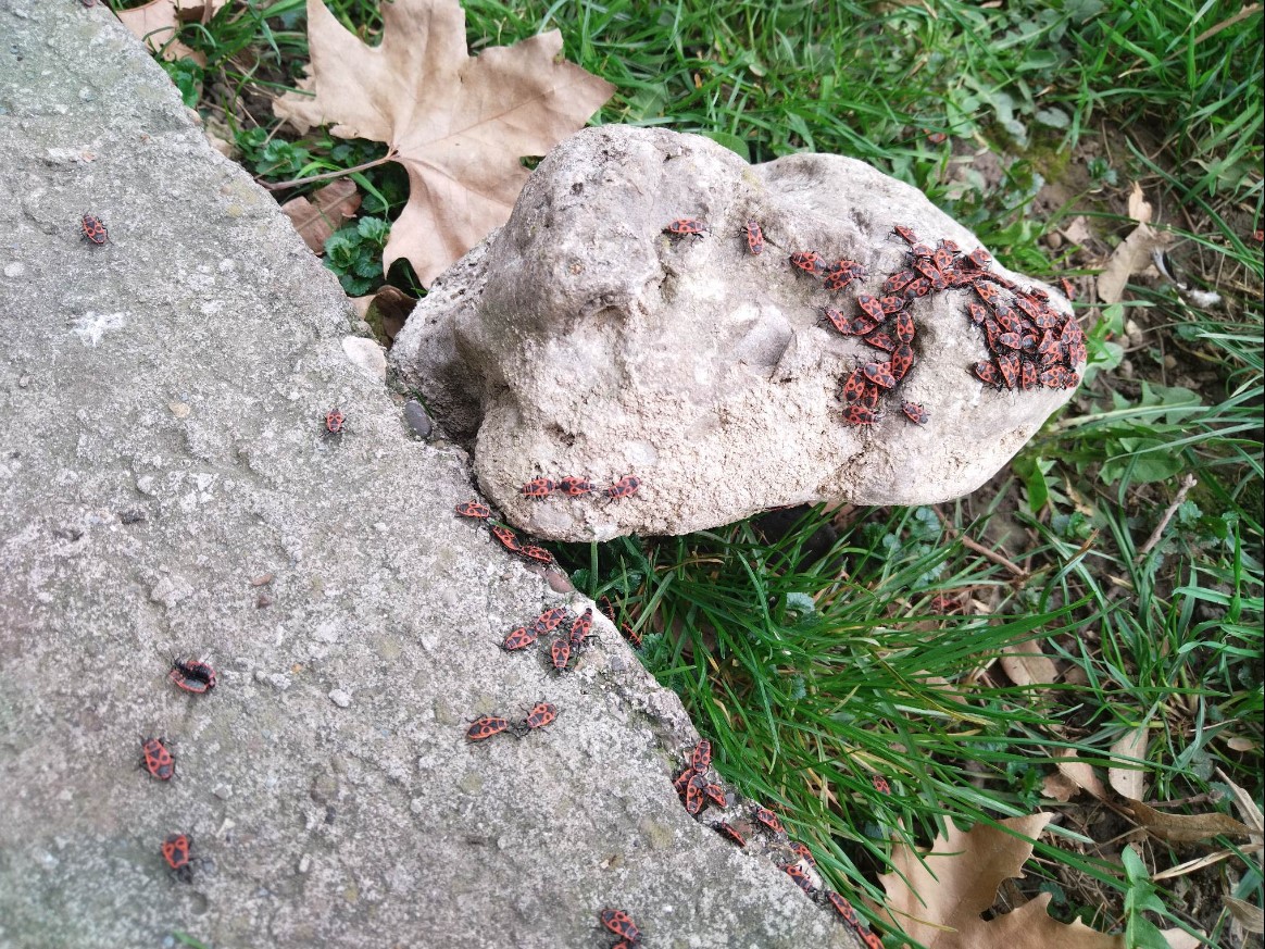 BANJALUČANI PRIJAVILI NAJEZDU CRVENIH BUBA Jesu li ovi insekti štetni po ljude i kako možete da ih uklonite? (FOTO)